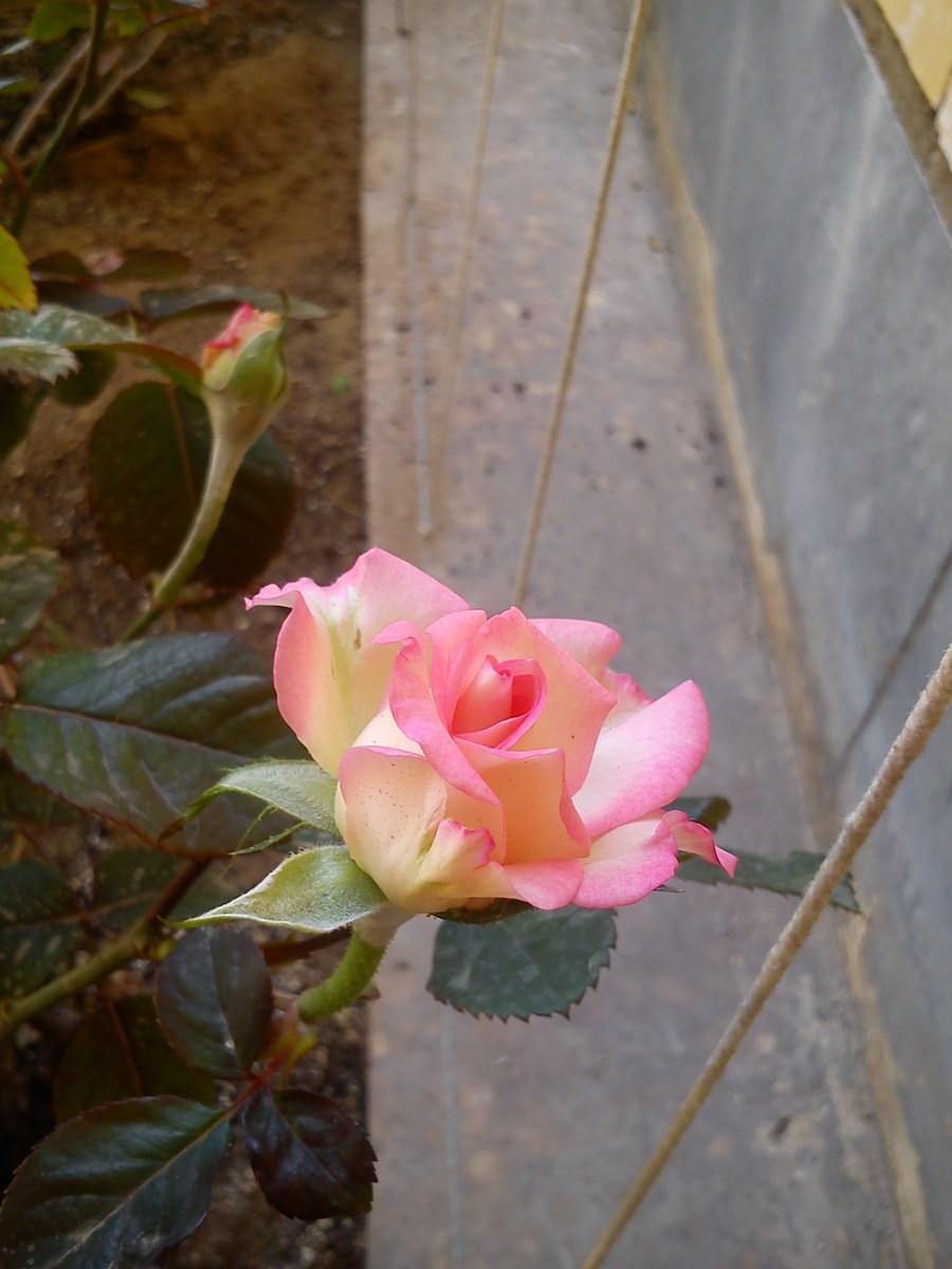 تصویر پرسش و پاسخ گیاه